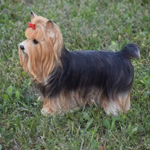 Yorkshire Terrier Statue